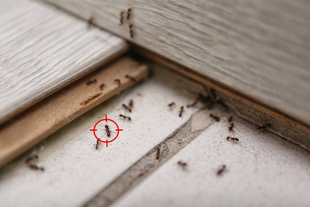 Best Insect Control  in Delray Beach, FL