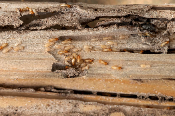 Best Pest Control Treatment  in Delray Beach, FL