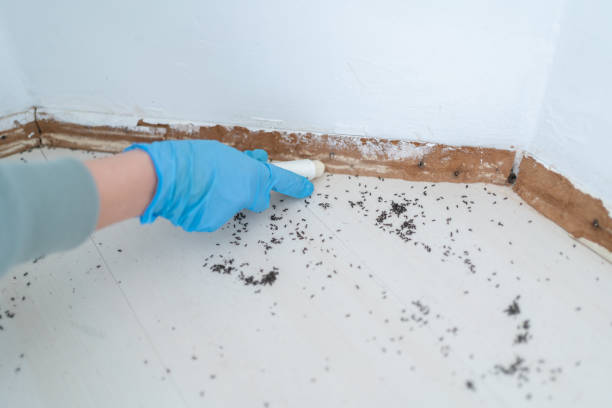 Best Pest Control for Homes  in Delray Beach, FL